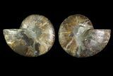 Agate Replaced Ammonite Fossil - Madagascar #169480-1